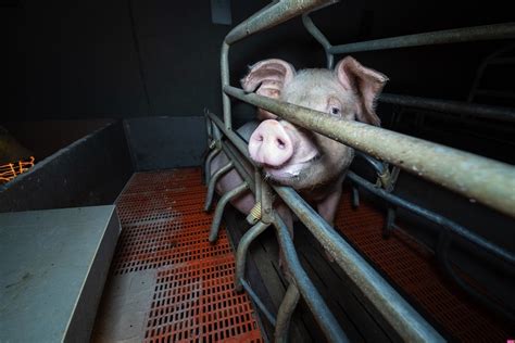 Environmental Impact of Animal Farming: Harmful or Beneficial?